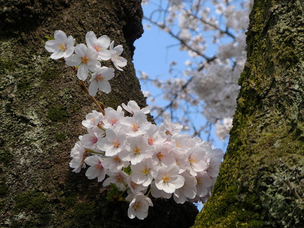 府中の森公園の桜