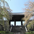写真: 東郷寺の枝垂れ桜