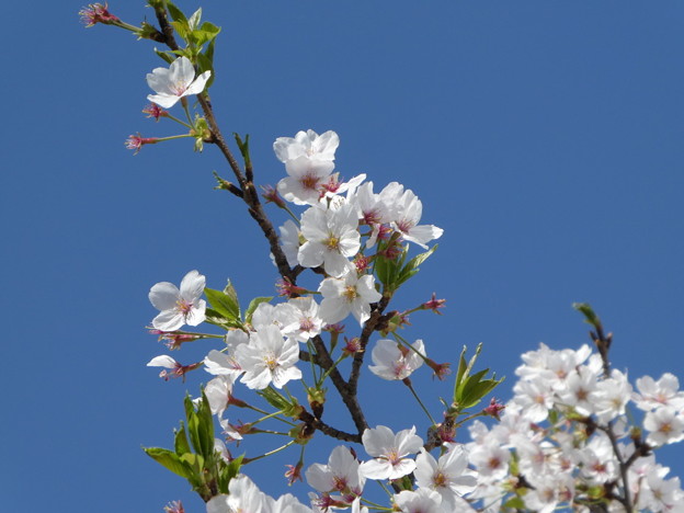 写真: 青空と桜