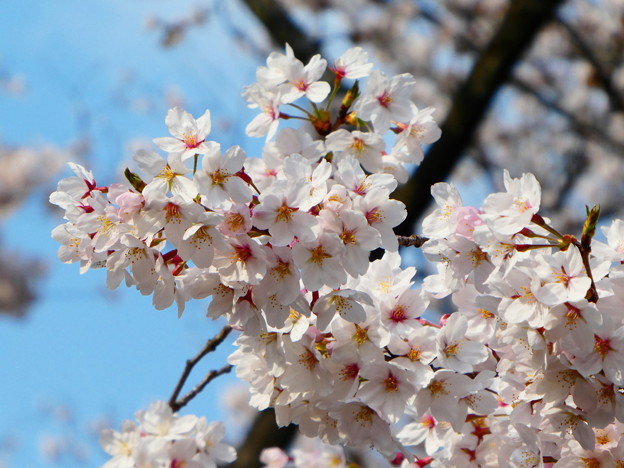 写真: 府中の森公園の桜