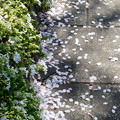 写真: 桜散る＆花びら舞う