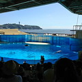 写真: 新江ノ島水族館