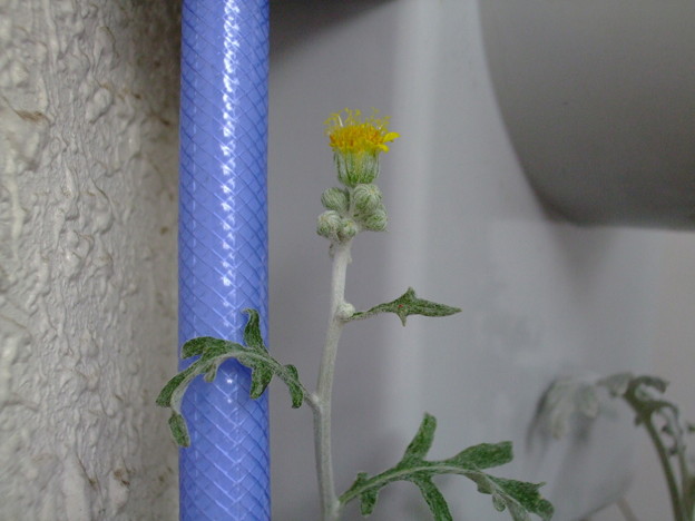 写真: シルバーリーフの花