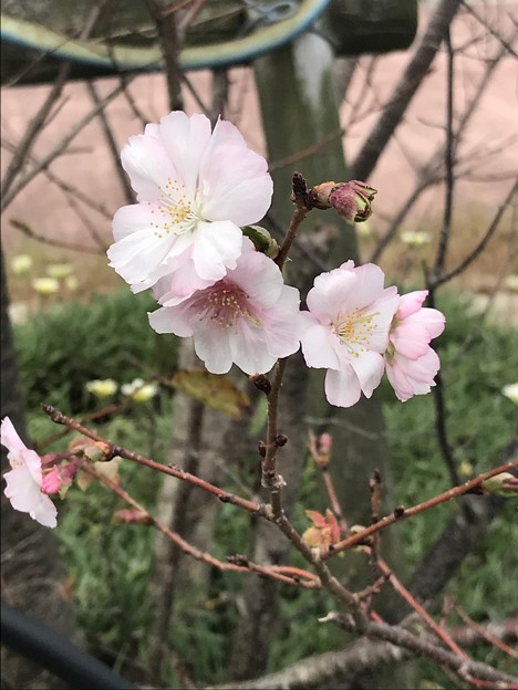白秋八重桜