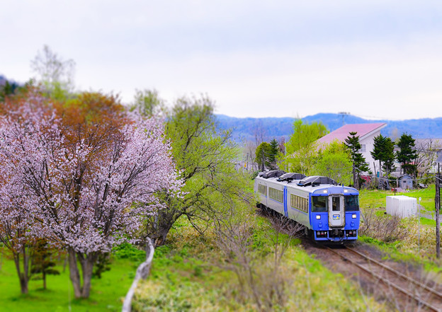 写真: 桜と宗谷本線