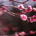 写真: ピンクの花♪