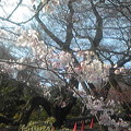 写真: 2016-3-29慈光寺の桜