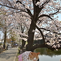 写真: みいこの松本城桜見物