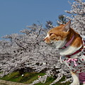みいこの松本城桜見物