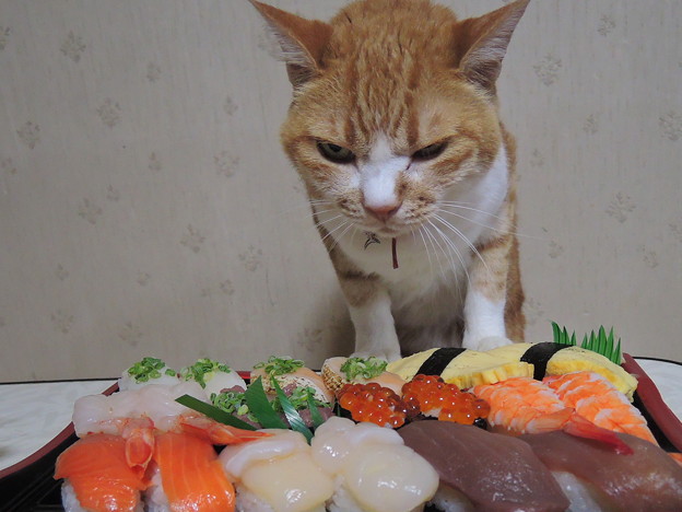 写真: 寿司食いね〜！