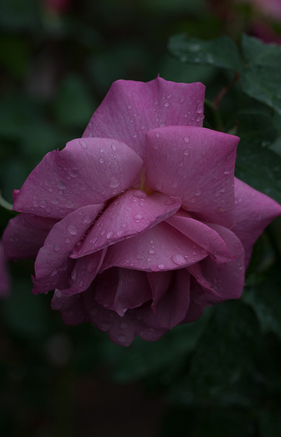 写真: 薔薇-京都植物園-9225