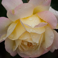 写真: 薔薇-京都植物園-9230