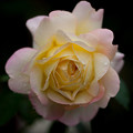 写真: 薔薇-京都植物園-9231
