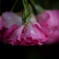 写真: 薔薇-京都植物園-9237