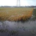 写真: 水浸しになった稲刈り前の田んぼ・・・排水が間に合わない？