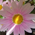 [園芸] 2012春｜菊の一種