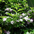 薄い紫のお花　2010.05.18　いい香りがします