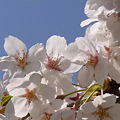 [Spring] 2011 桜