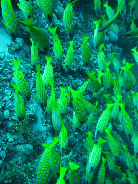 写真: モルディブ（南アリ環礁・コンラッド）ヨスジフエダイの群れ