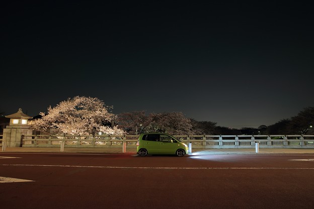 夜桜見物2015♪