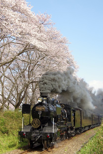 写真: 桜とSL人吉