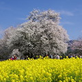 写真: 一心行の大桜