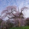 写真: 淨専寺の大枝垂れ桜
