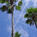 写真: ヤシの木と飛行機雲