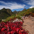 写真: 草紅葉と南八ヶ岳オールスターズ