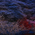 晩秋の夜桜