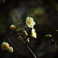 つぼみほころぶ梅の花