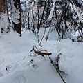 雪の中からトラロープ