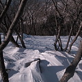 深雪の森