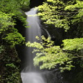 写真: 150629-60海沢園地へ滝を求めて・大滝