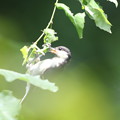 写真: 170615-9シジュウカラの幼鳥の舌