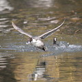 写真: 私の野鳥図鑑・111207-オオバンに追いかけられるオナガガモ（１／２））