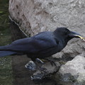 写真: 私の野鳥図鑑・090430-IMG_8373トカゲをとったカラス