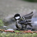写真: 私の野鳥図鑑・140410シジュウカラの水浴び