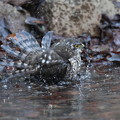 写真: 私の野鳥図鑑(蔵出し)・170104ツミ♀の水浴び
