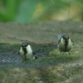 写真: 180604-4二羽のシジュウカラの幼鳥