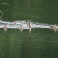 写真: 180612-12カルガモの母親と7羽の幼鳥
