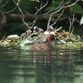 写真: 180612-17カイツブリの巣・卵2個と三羽の雛
