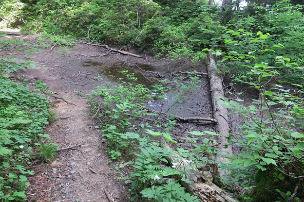 写真: 180726-23再挑戦「霞沢岳登山」・小さな池まで下りました
