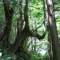 写真: 180727-36奇怪な樹形