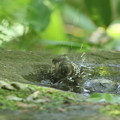 写真: 190527-13コゲラの水浴び