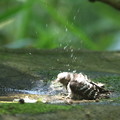 写真: 190527-16コゲラの水浴び