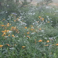 写真: 190726-3大江湿原と尾瀬沼・大江湿原・ニッコウキスゲと白い花