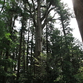 100513-28高千穂神社の杉(下部)