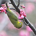 写真: 110309-2寒緋桜とメジロ