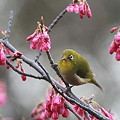 写真: 110309-3寒緋桜とメジロ